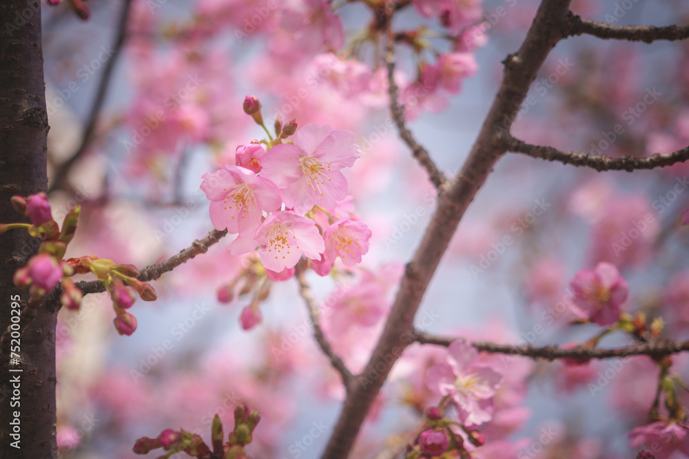  cherry blossom tree in springtime with bokeh and sunny lights