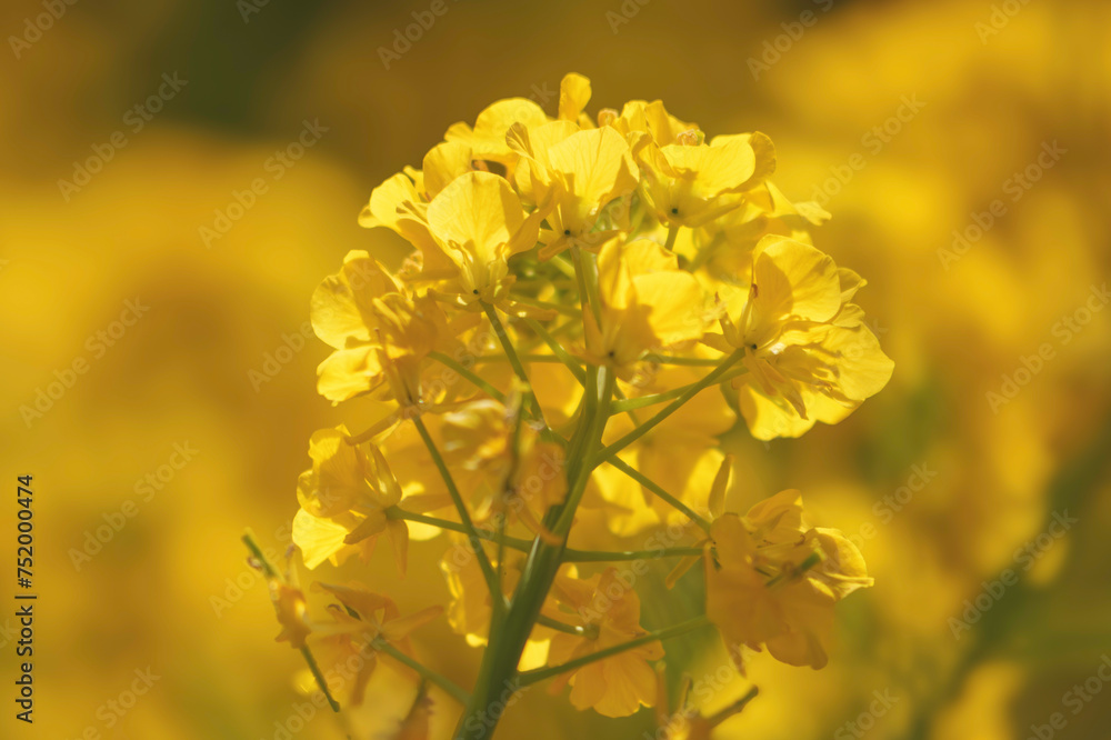 Field of yellow rape blossoms, close-up. Spring background. Field of yellow rape blossoms, close-up. Spring background.