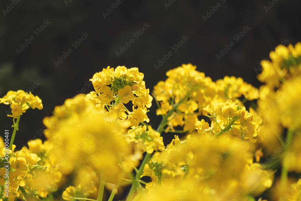 Field of yellow rape blossoms, close-up. Spring background. Field of yellow rape blossoms, close-up. Spring background.