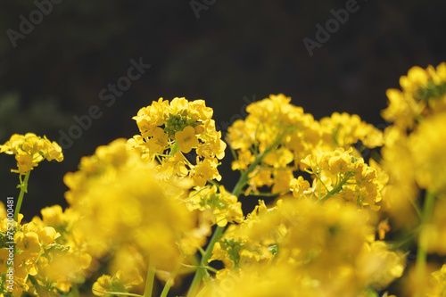 Field of yellow rape blossoms, close-up. Spring background.
