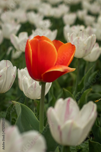 Orange tulip closeup