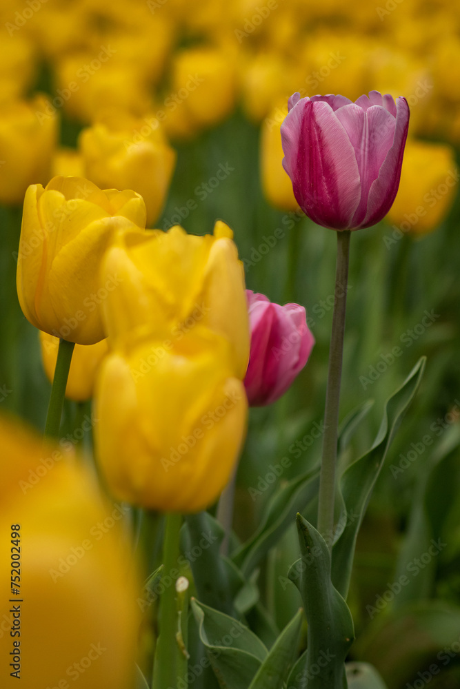 Pink tulips Pink tulips