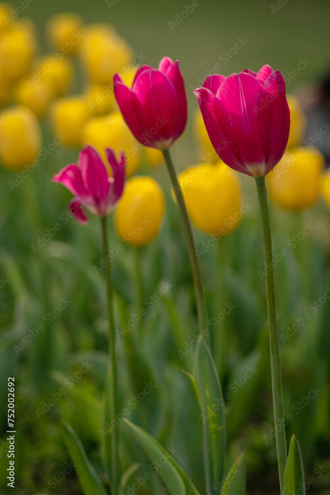 Purple tulip in yellow background