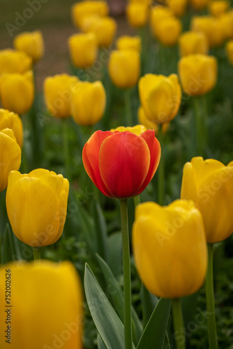 Orange and yellow tulip in bloom 
