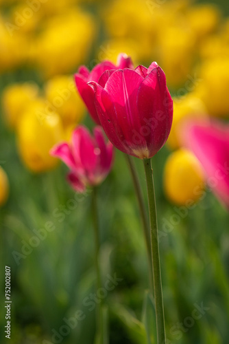 Purple tulip closeup
