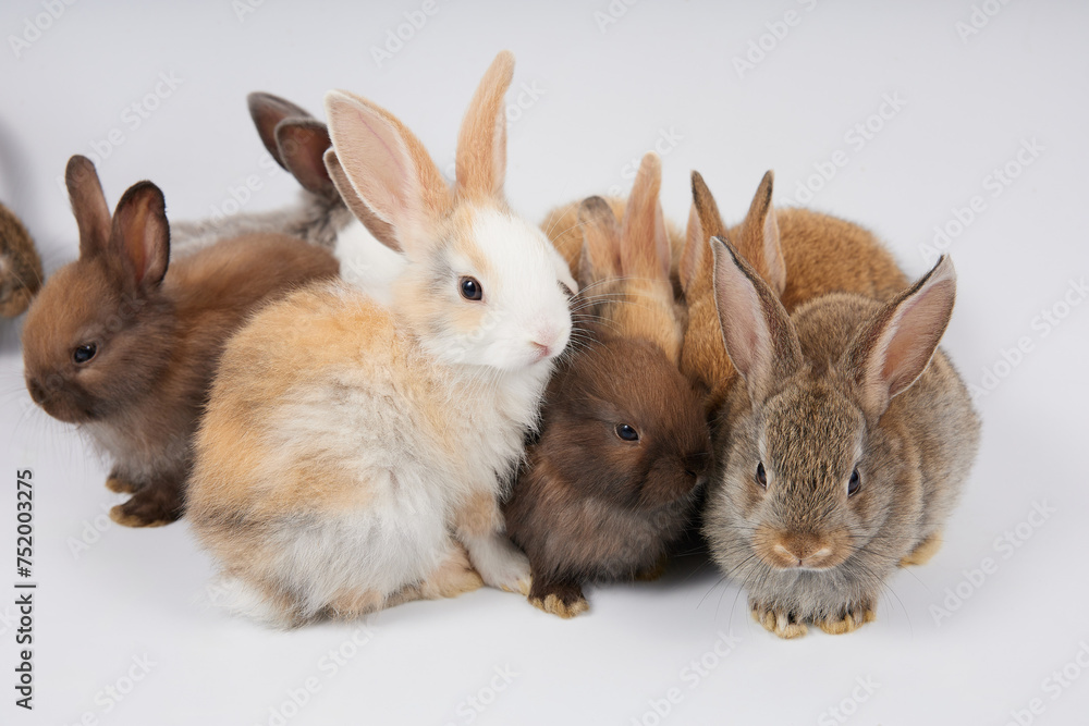 Obraz premium portrait group of baby rabbits isolated on white background