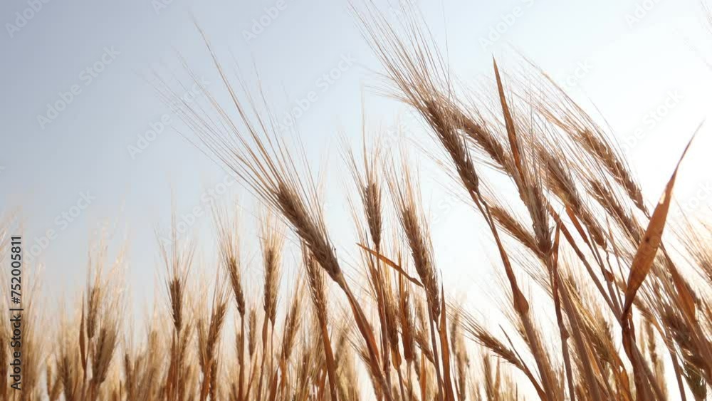 Golden yellow barley fields approaching harvest time Golden wheat ears flutter in the wind. Close-up view in agricultural field on a summer day. 4K video Golden yellow barley fields approaching harvest time Golden wheat ears flutter in the wind. Close-up view in agricultural field on a summer day. 4K video