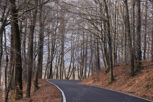 road in autumn forest