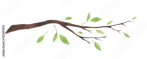 Isolated tree branch with young green leaves isolated on a white background, hand-drawn. Botanical watercolor illustration. A decorative element for design, decoration. The awakening of nature.