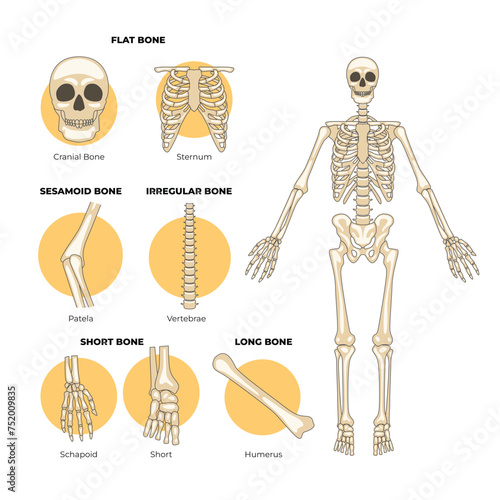 Types of human bones, types of bones, Labeled anatomical skeleton set scheme poster, with flat bone, cranial bone, sternum bone, patela, vertebrate, schapoid, short, humerus. vector illustration.