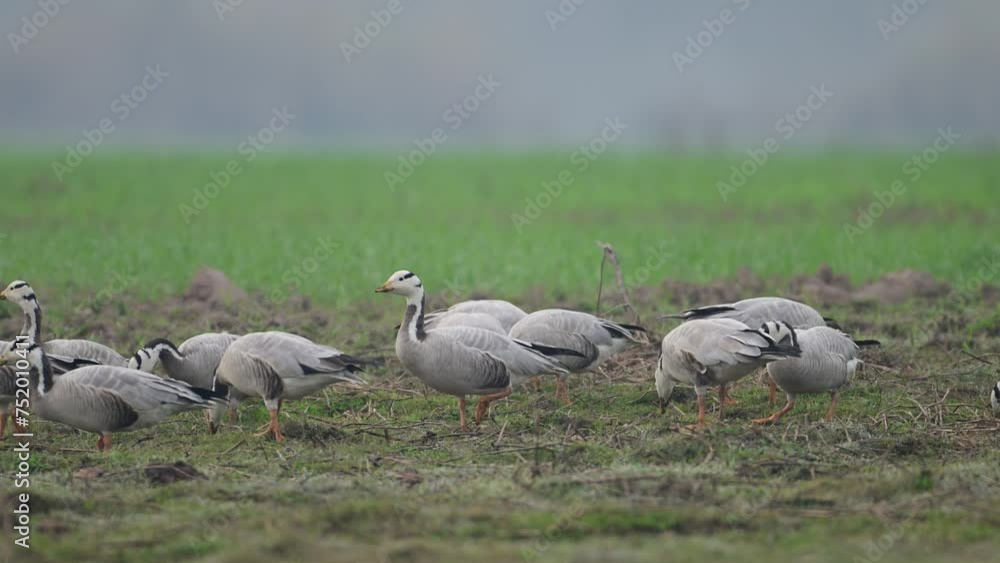 Flock of bar headed goose in morning Flock of bar headed goose in morning