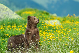 Brown bear cub on the summer meadow. Ursus arctos in grass with flowers on mountain background