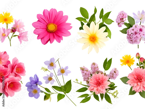 Set of different beautiful flowers on transparent background.