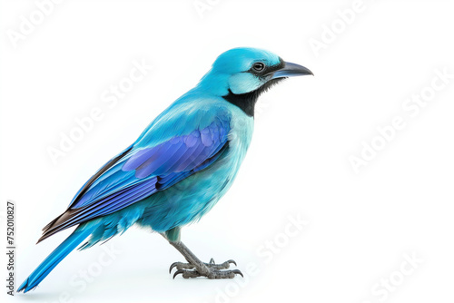 A blue bird isolated on white background © Wei Ze