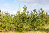 Young pine trees in the forest as a background