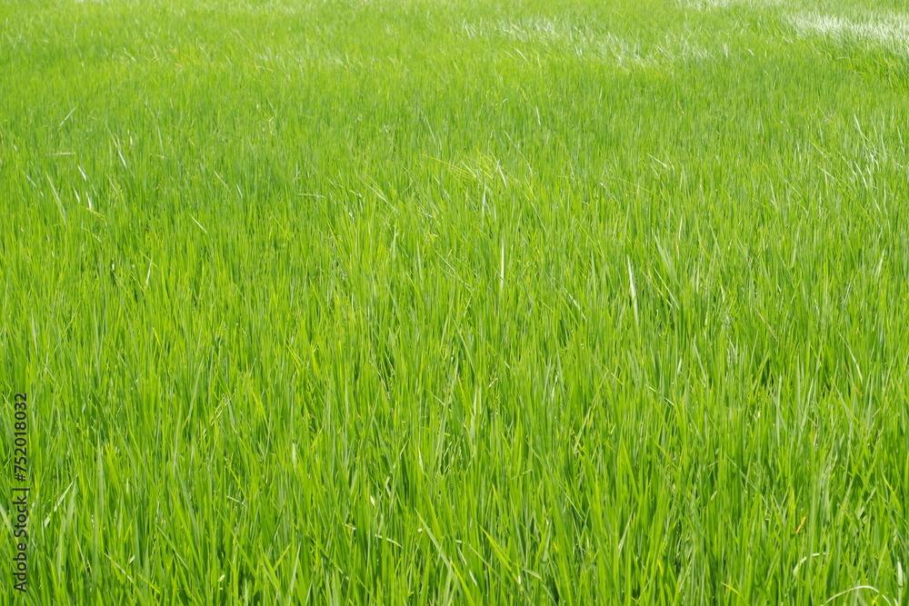 Green rice field background. Green grass texture. 