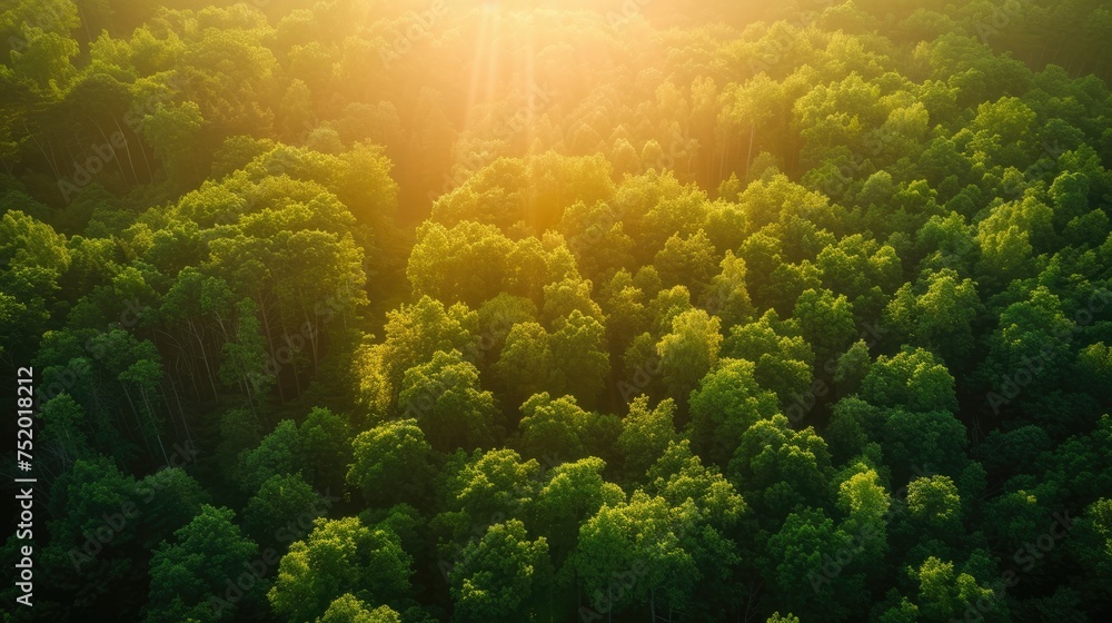 sunrise in the forest sunrise in the forest