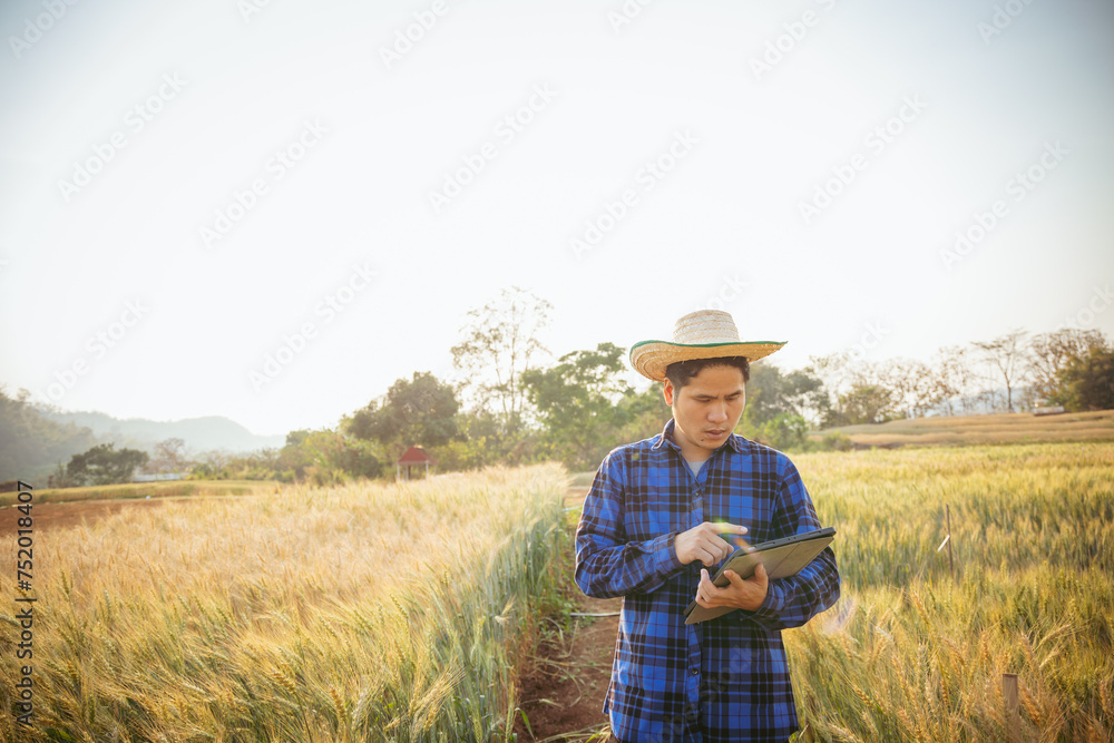 Agriculture. A farmer with a tablet walks across a wheat field in the glare of the sun. Agronomist working in rural area at sunset Bread production in the farm garden planting green wheat plants