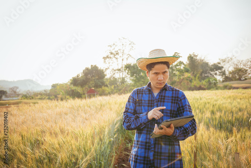 Agriculture. A farmer with a tablet walks across a wheat field in the glare of the sun. Agronomist working in rural area at sunset Bread production in the farm garden planting green wheat plants