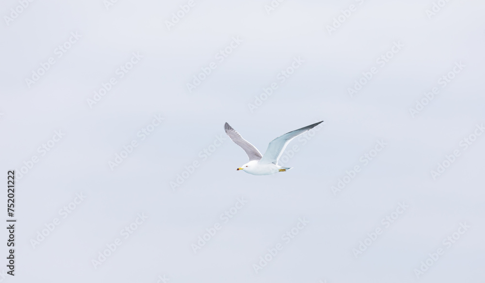 A black-tailed gull gliding in the sky. Larus crassirostris