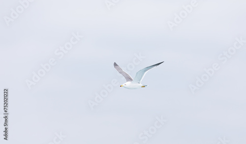A black-tailed gull gliding in the sky. Larus crassirostris