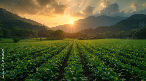 Green tobacco fields surrounded by mountains at sunrise, Tobacco field.