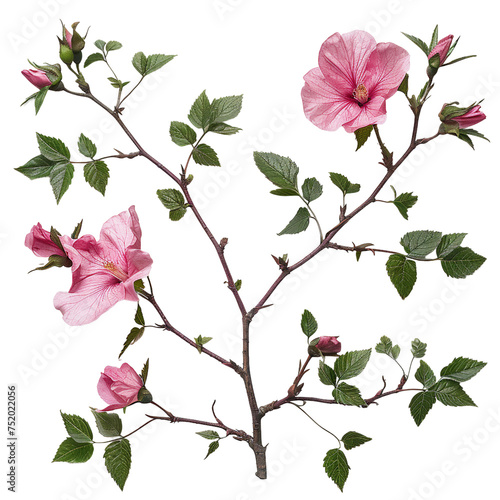 Wallpaper Mural Close-Up of Vibrant Pink Mukuge Rose of Sharon Blossom in Summer Garden - Botanical Elegance and Natural Beauty Captured Outdoors Torontodigital.ca