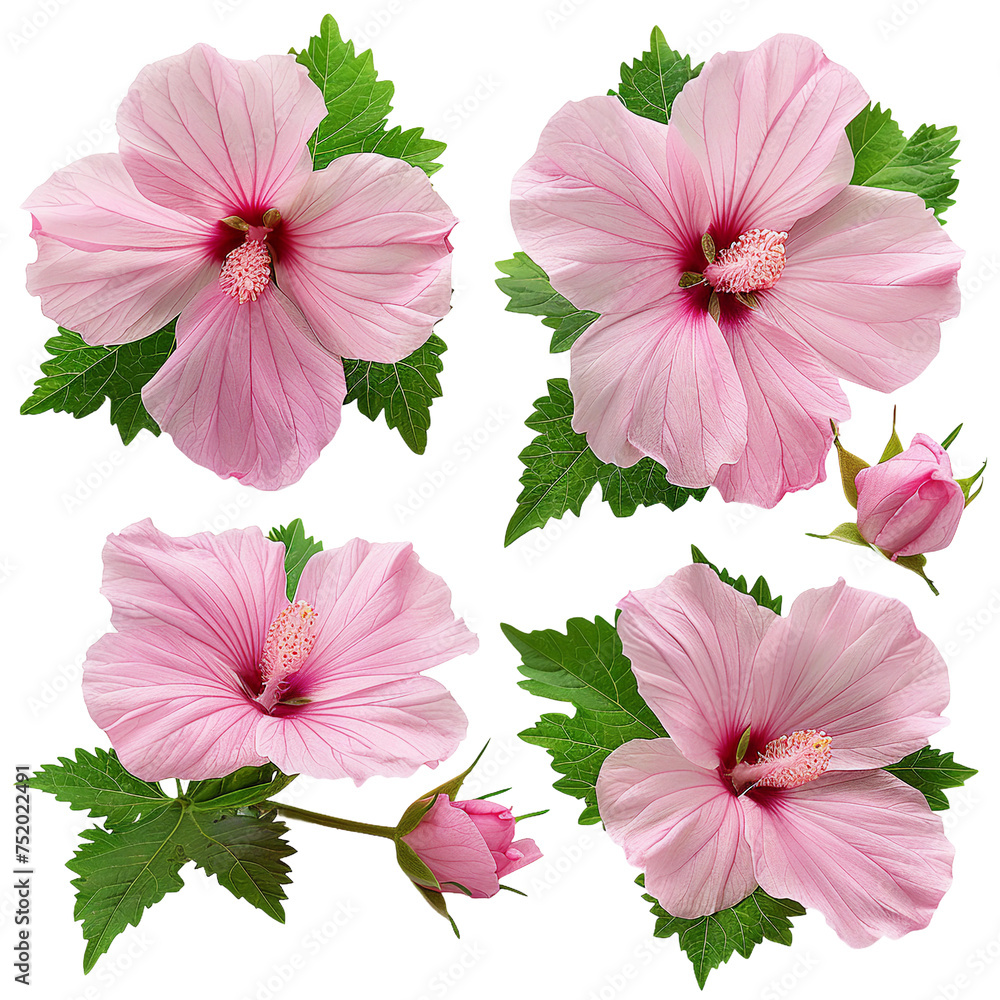Close-Up of Vibrant Pink Mukuge Rose of Sharon Blossom in Summer Garden on transparent background - Botanical Elegance and Natural Beauty Captured Outdoors