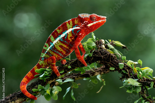 Amazing red color of Panther Chameleon Ambilobe (Furcifer pardalis). photo