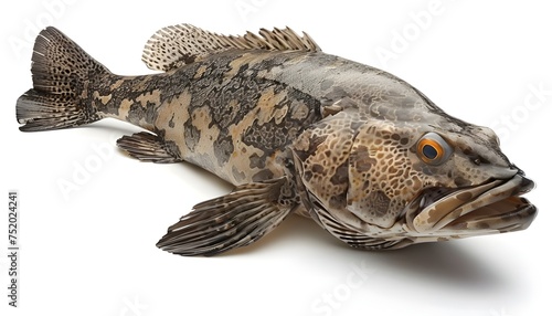 giant rock cod on white background