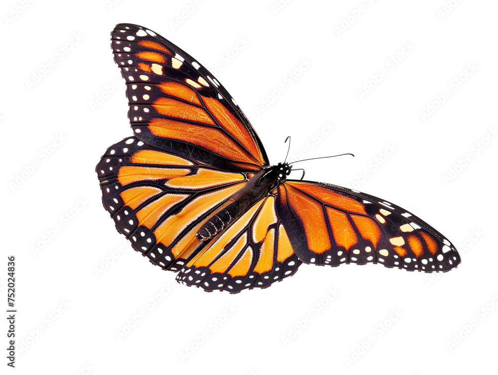 a side view of a very beautiful butterfly on a white background PNG a side view of a very beautiful butterfly on a white background PNG