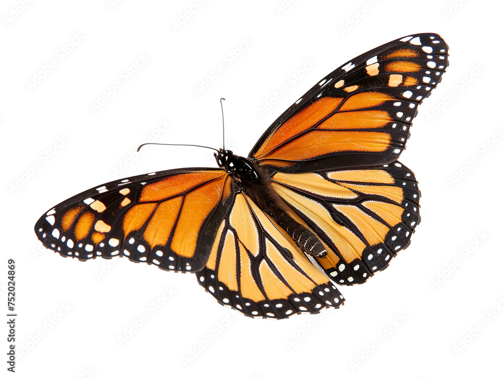 Fototapeta premium a side view of a very beautiful butterfly on a white background PNG