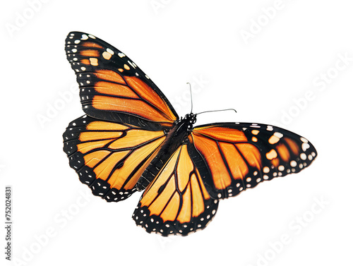 a side view of a very beautiful butterfly on a white background PNG