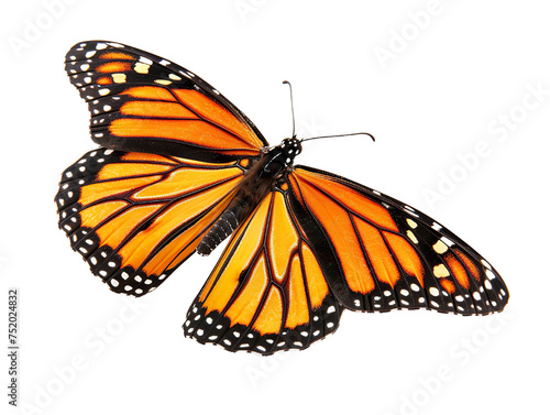a side view of a very beautiful butterfly on a white background PNG © JetHuynh