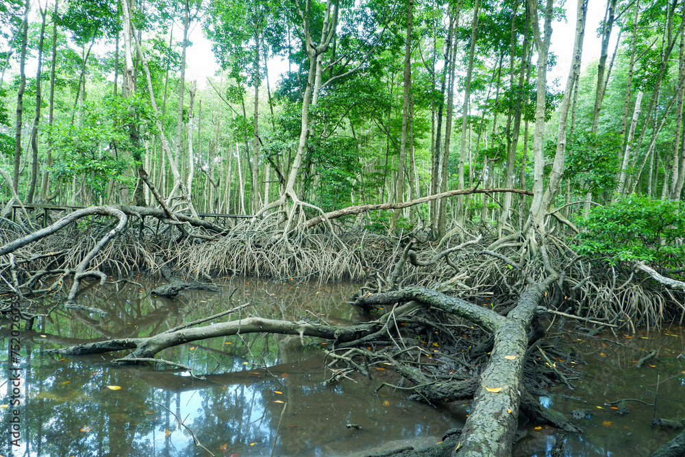 mangrove forests, mangrove roots that grow above the water function to hold back sea ruffles mangrove forests, mangrove roots that grow above the water function to hold back sea ruffles