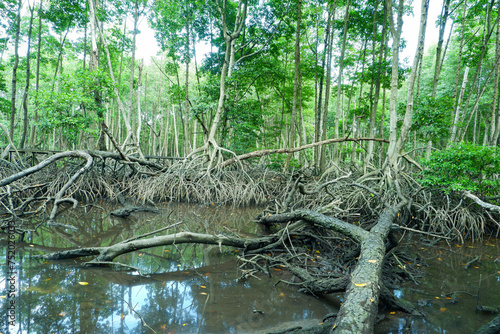 mangrove forests  mangrove roots that grow above the water function to hold back sea ruffles