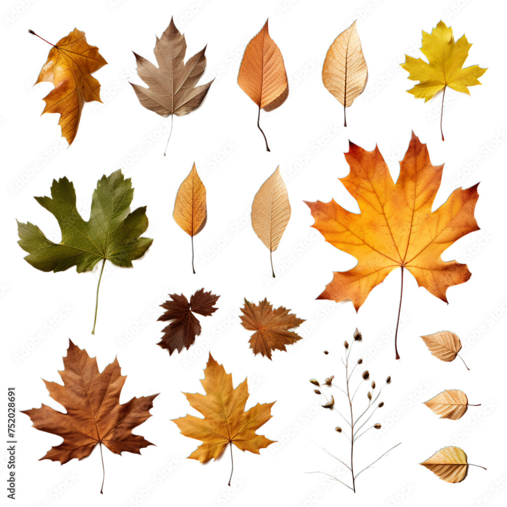 set of autumn leaves set of autumn leaves