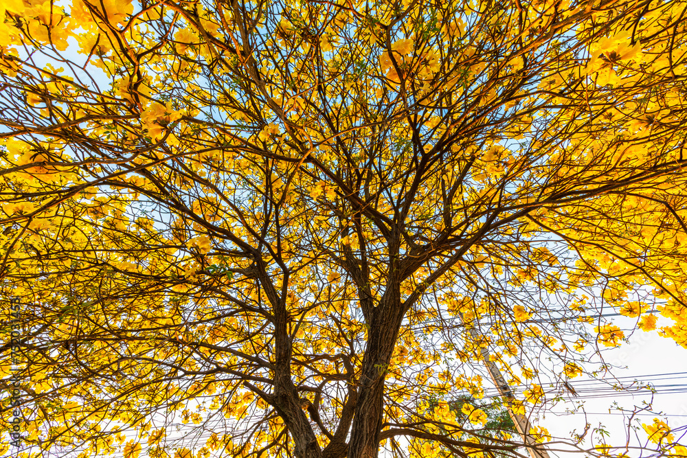 Beautiful blooming Yellow Golden Tabebuia Chrysotricha flowers of the Yellow Trumpet that are blooming with the park in spring day in the garden and sunset sky background in Thailand. Beautiful blooming Yellow Golden Tabebuia Chrysotricha flowers of the Yellow Trumpet that are blooming with the park in spring day in the garden and sunset sky background in Thailand.