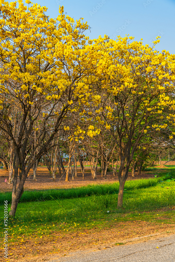 Naklejka premium Beautiful blooming Yellow Golden Tabebuia Chrysotricha flowers of the Yellow Trumpet that are blooming with the park in spring day in the garden and sunset sky background in Thailand.