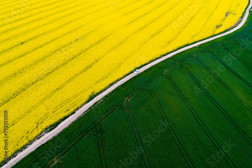 Canola