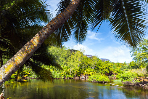 Landscape with palm tree on the caost of small still lake on a sunny summer day photo