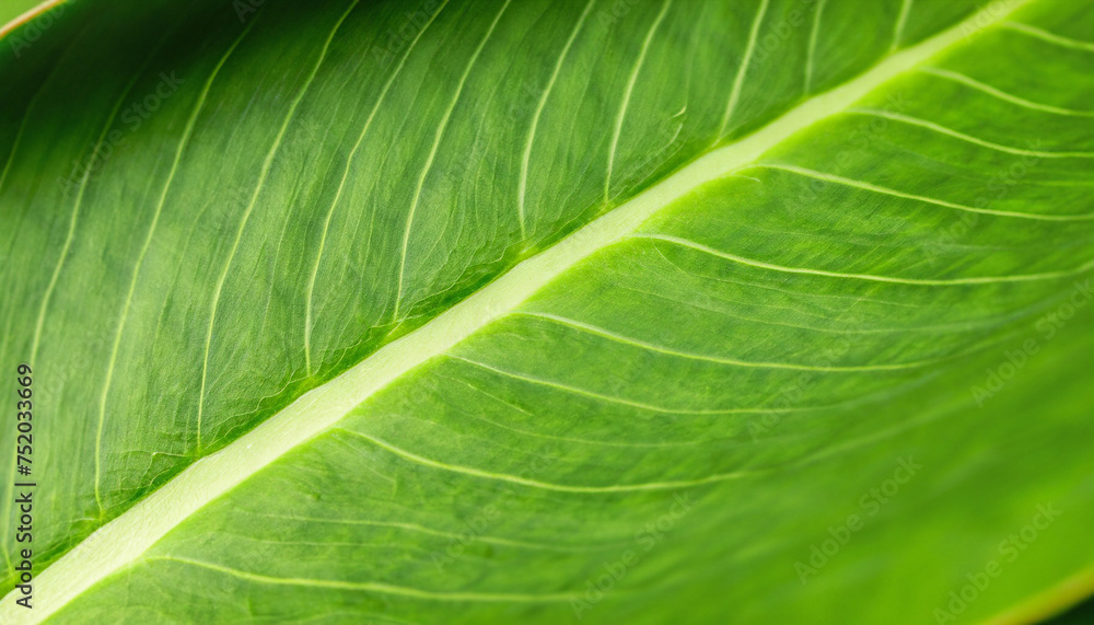 Close-up view, Texture of side curve green leaf, Smooth color tone. Close-up view, Texture of side curve green leaf, Smooth color tone.