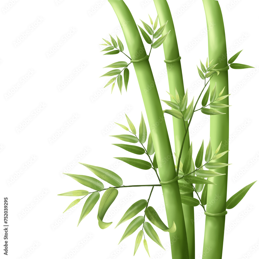 Naklejka premium bamboo
