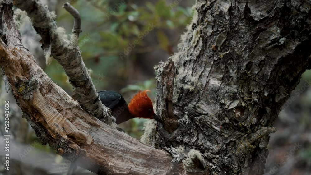 Close Up Of Male Magellanic Woodpecker In Tierra del Fuego National Park, Argentina Close Up Of Male Magellanic Woodpecker In Tierra del Fuego National Park, Argentina
