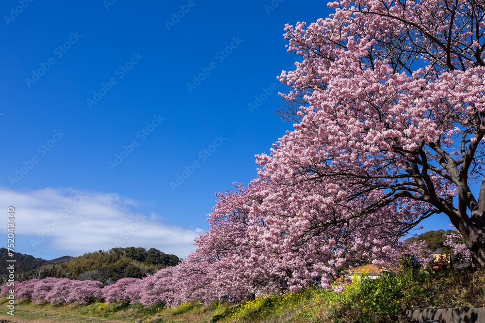 Beautiful scenery of Kawazu cherry blossoms and rape blossoms in early spring. Beautiful scenery of Kawazu cherry blossoms and rape blossoms in early spring.