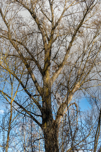 Poplar, tall tree in winter without leaves, with blue sky with clouds in the background. Populus.