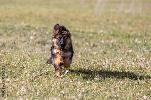 Young long-haired German Shepherd breed dog running on the meadow.