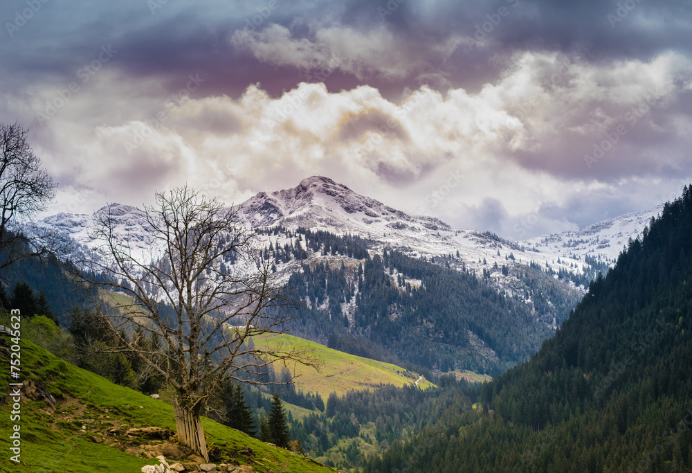 Fototapeta premium Baum