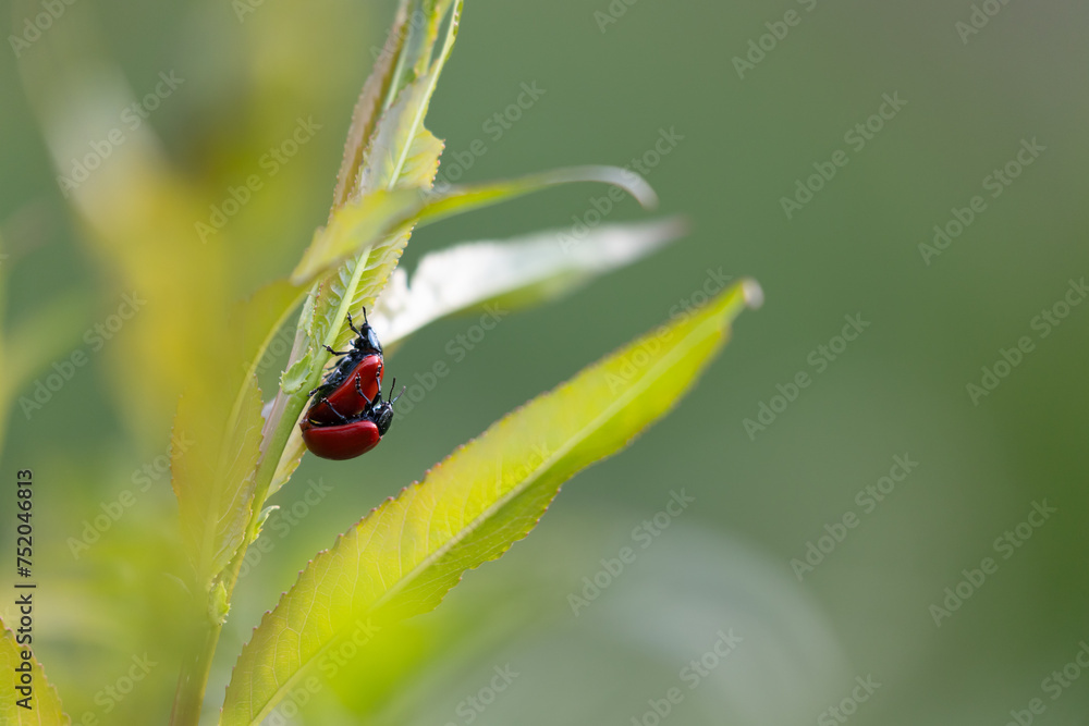 poplar leaf beetle mating on willow leaves. Very problematic pest for agriculture for which biological control is sought. poplar leaf beetle mating on willow leaves. Very problematic pest for agriculture for which biological control is sought.