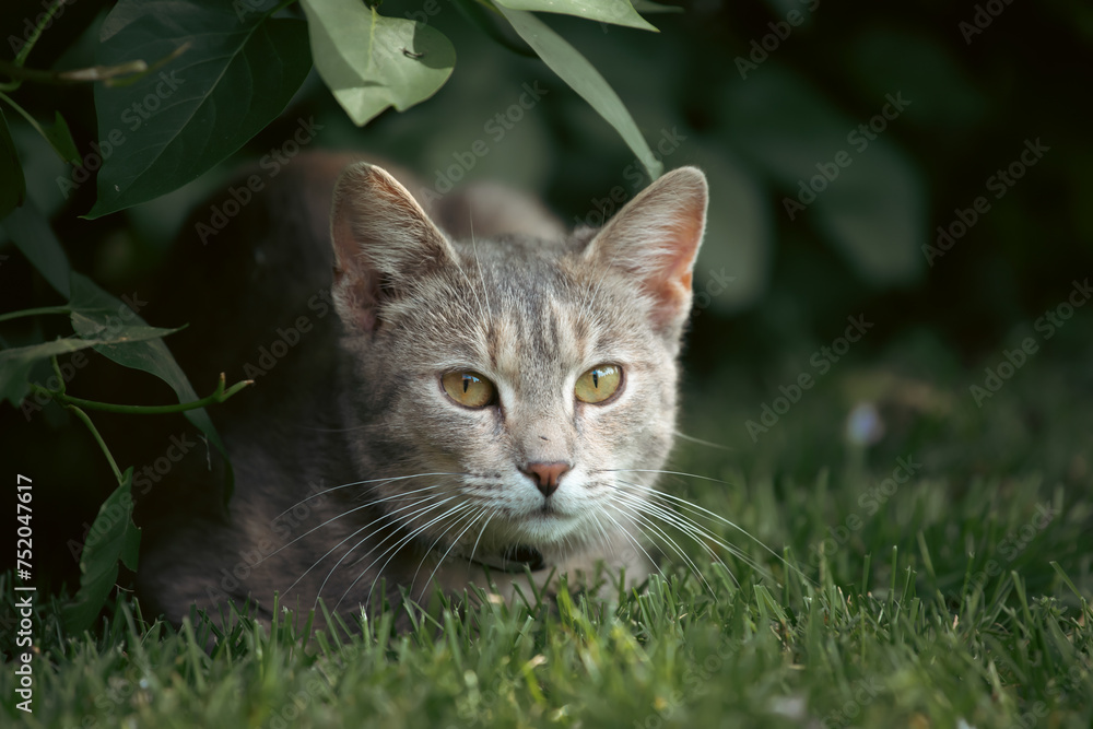 Cat in the Green Grass in Summer.
